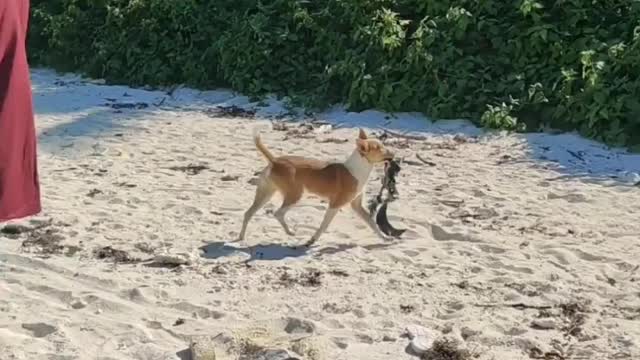 Crazy dog in beach with bra