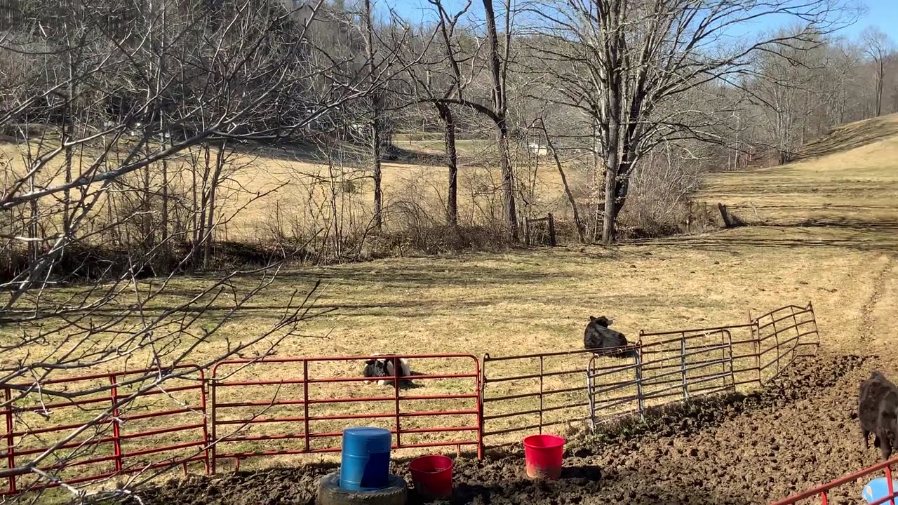 NW NC at The Treehouse 🌳 More neighbors 🐂 It got up to 65 degrees today