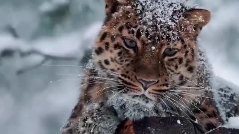 What a beautiful kitty!
