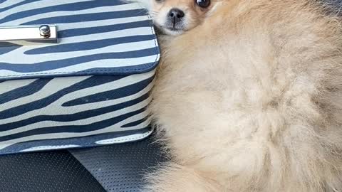 scared puppy