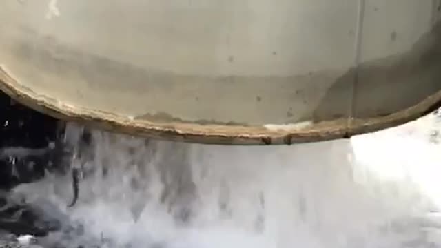 Trout trying to jump up the pipe at the fish hatchery!