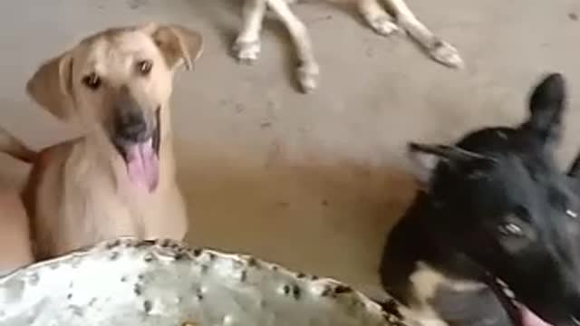My Dogs are crazy for food