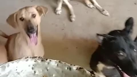 My Dogs are crazy for food
