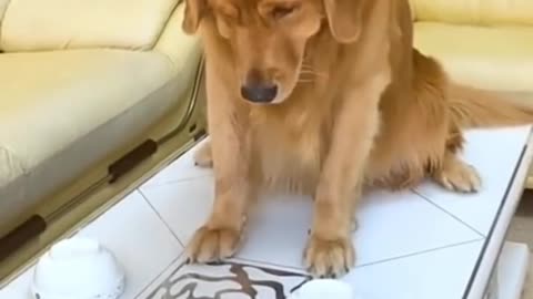 Cute and funny Dog 114