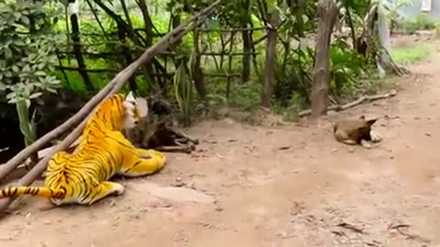 Animal funy #frank