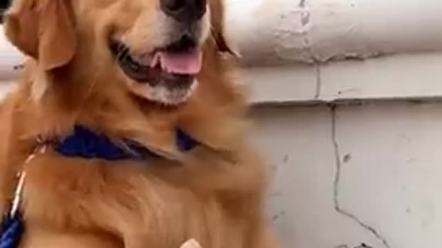 A cat sheltering with a dog that her father thinks