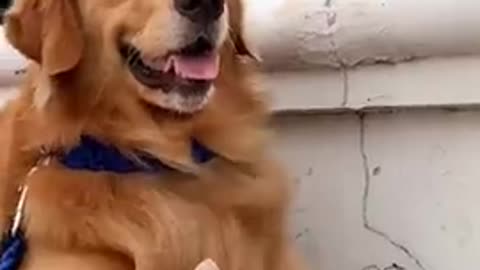 A cat sheltering with a dog that her father thinks