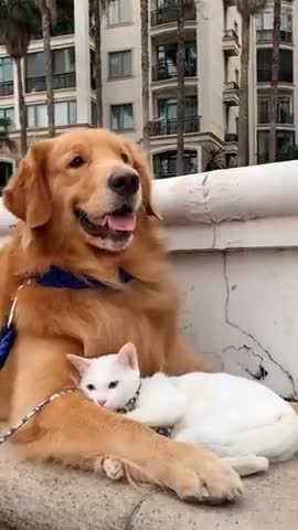 A cat sheltering with a dog that her father thinks