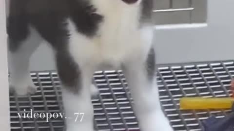 Funny Pets