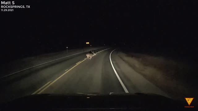 Close call with Axis Buck 11.29.2021 — ROCKSPRINGS, TX