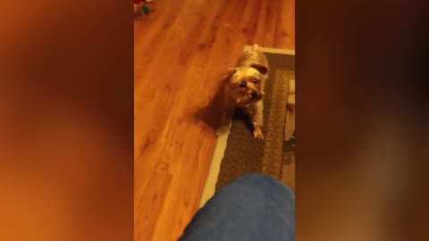 FUNNY Dogs Scared of Halloween Compilation ★ Funny Babies and Pets 10