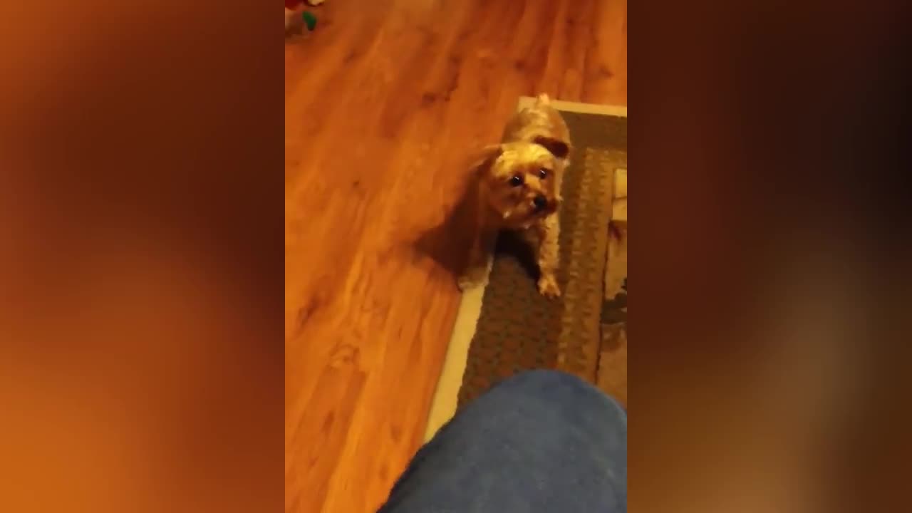 FUNNY Dogs Scared of Halloween Compilation ★ Funny Babies and Pets 10