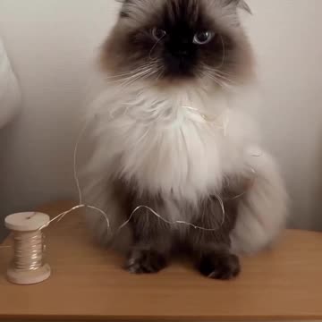 С добрым утром!Bom dia!