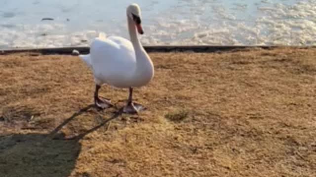 The Swan walk