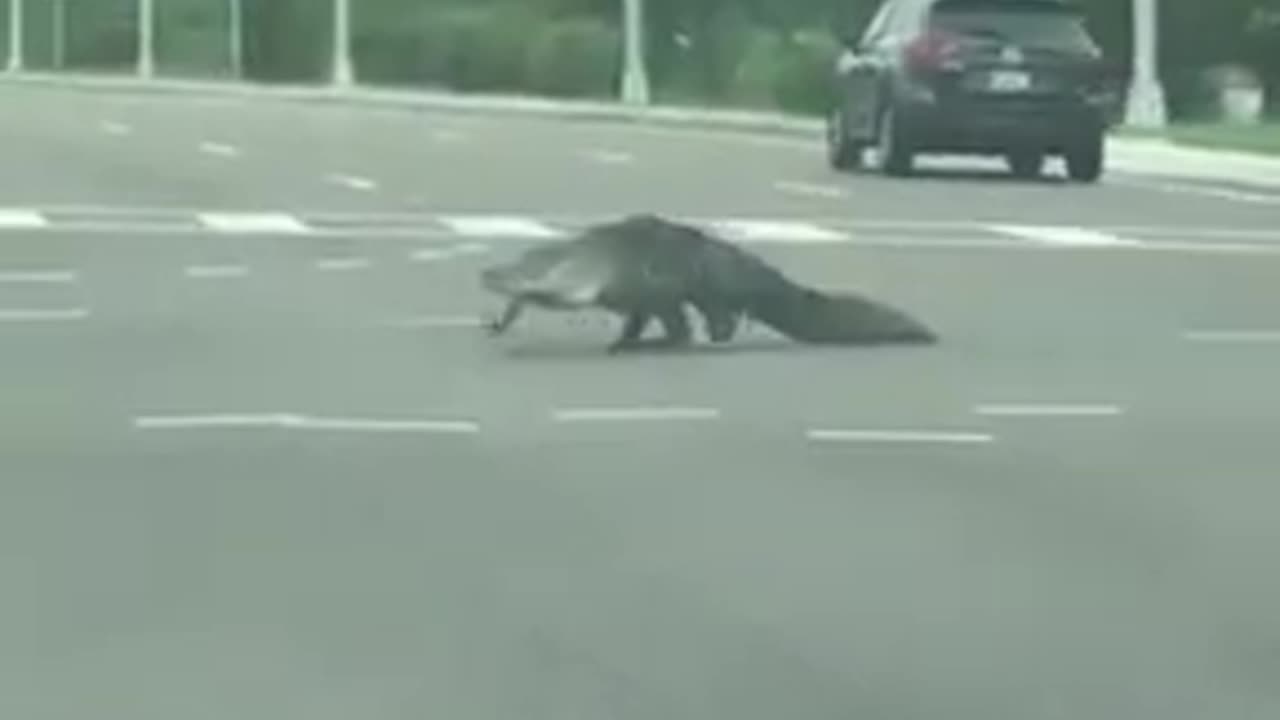 Alligator In the street