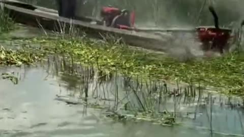 How to clean the swamps of plants quickly