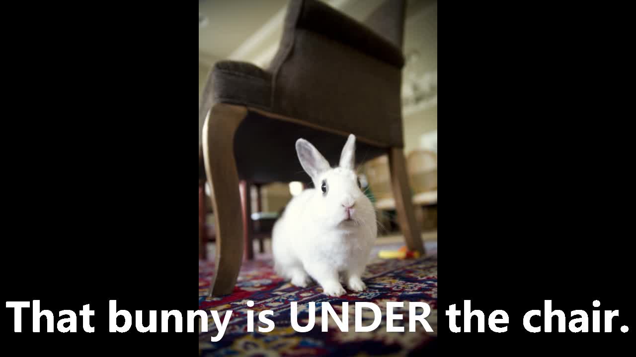 Preposition of Place starring bunny rabbits