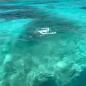 Dramatic Moment Stingray Leaps in the Air as it Tries to Escape Chasing Hammerhead Shark