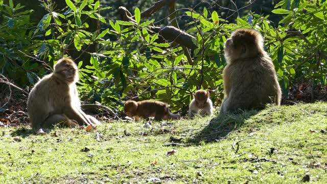 Monkey baby playing