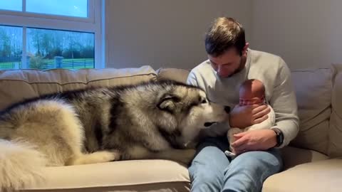 Giant Husky Meets Newborn Baby For The First Time!! (Cutest Ever!!)