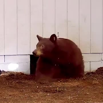 He says he came face-to-face with momma bear