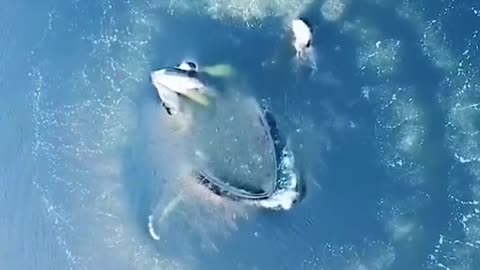 WHALES FISH WITH BUBBLES