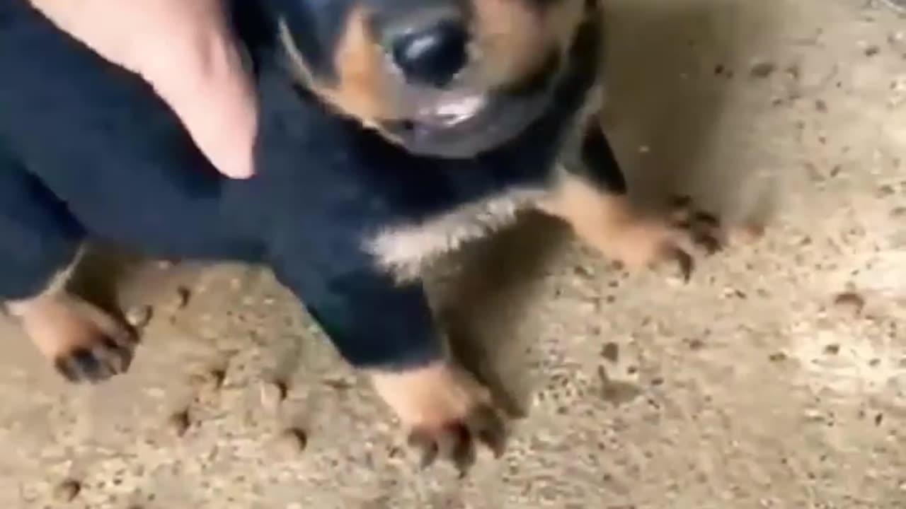 Adorable Puppies Melt Hearts in This Heartwarming Compilation of Pure Puppy Cuteness