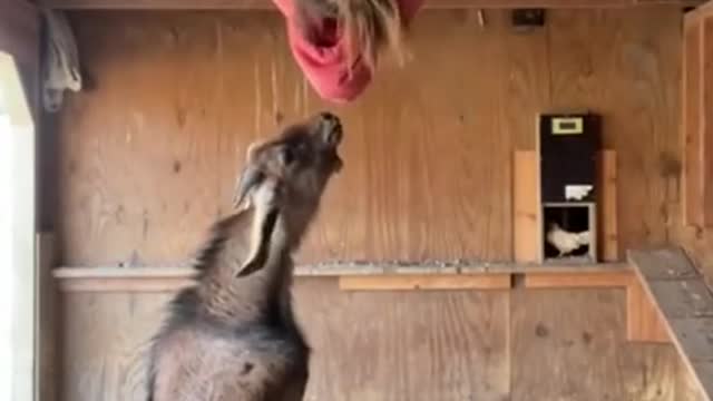 Funny Animal (Goat) 1