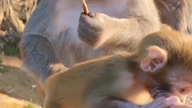 friendly monkey baby