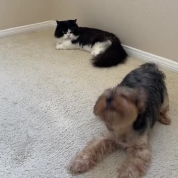 Cute 🐕 and 🐈 Funny Video#Shorts