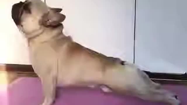 French Bulldog perfectly mimics owner's yoga moves