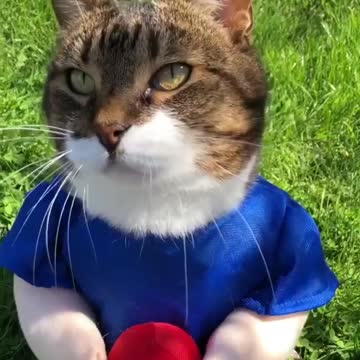 LoL Look How This Cat Looks In Her New Custom