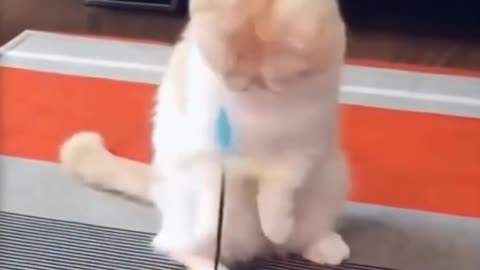 Funny cute cat - Video funny animal?