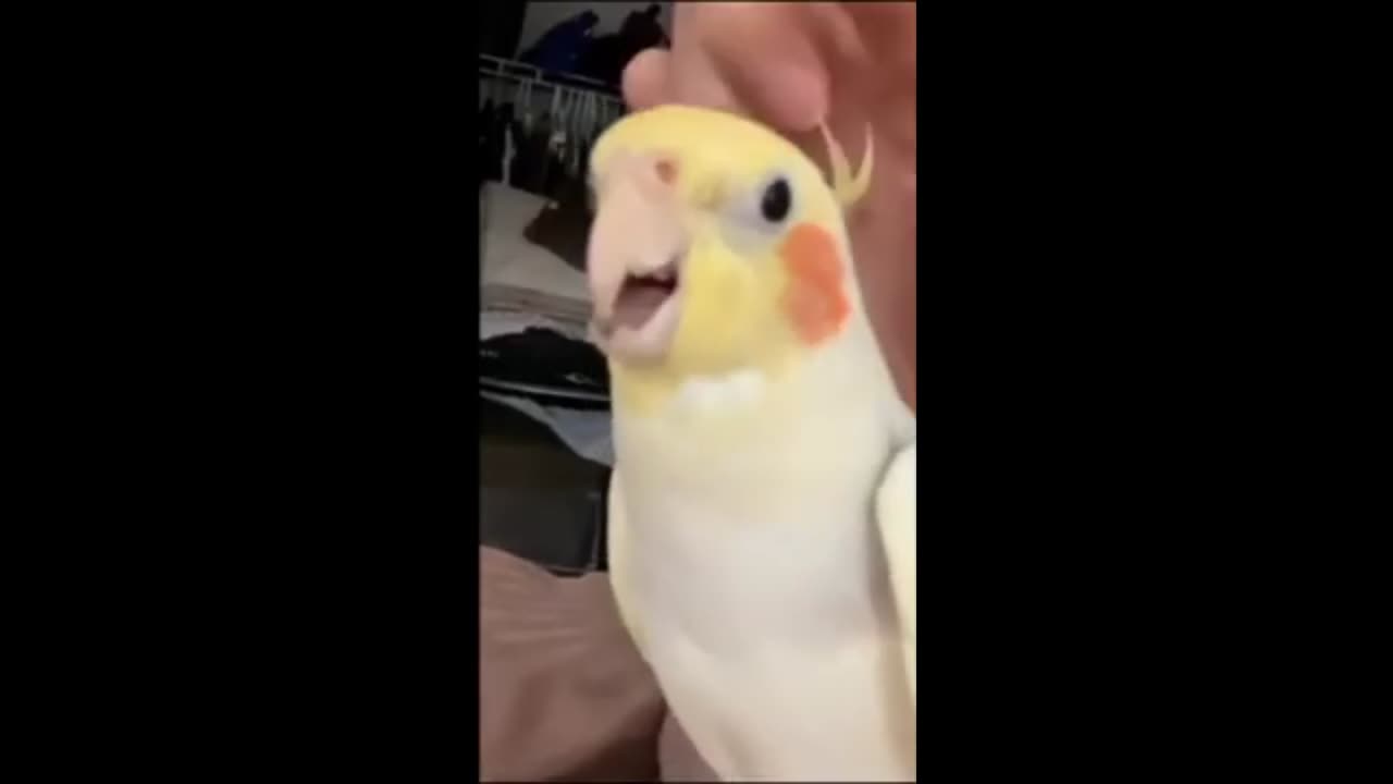 Dog Voiced Bird