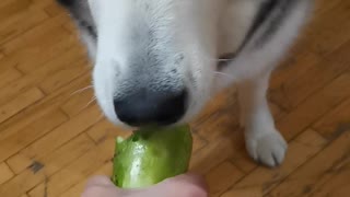 Dog eats zucchini