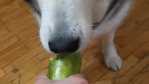 Dog eats zucchini