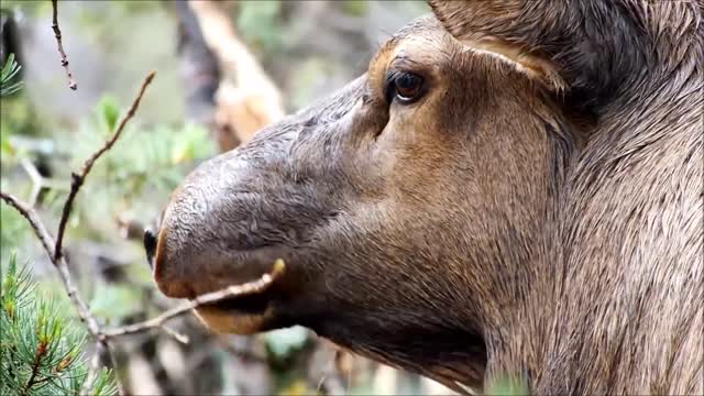 Bull Elk In Forest Enjoy It's Eating Moment