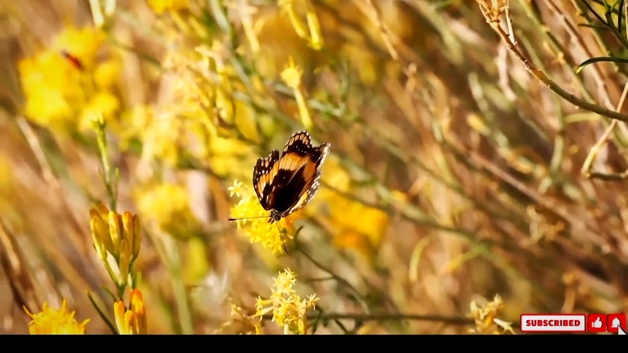 ANIMAL WORLD 8K ULTRA HD - Amazing Wildlife