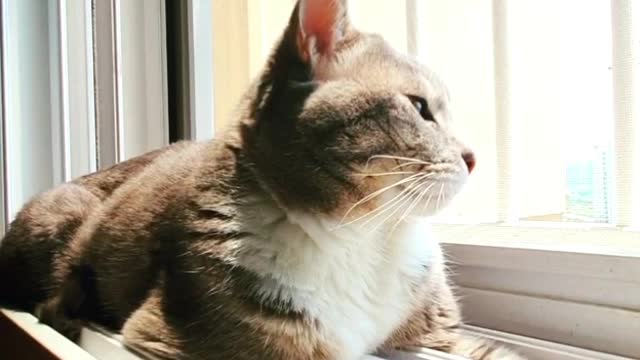 a cat smelling the wind