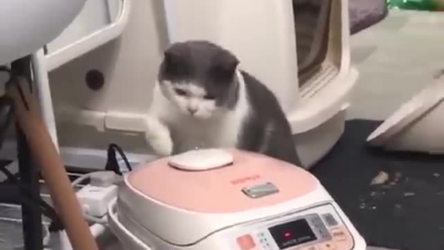 Funniest_cat_and_dog_video!! Part 17