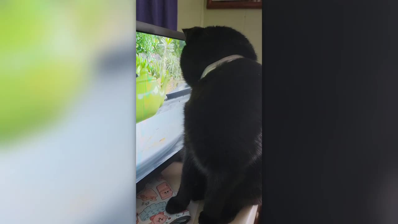 HUNGRY BIRDS ATTRACT CAT'S ATTENTION