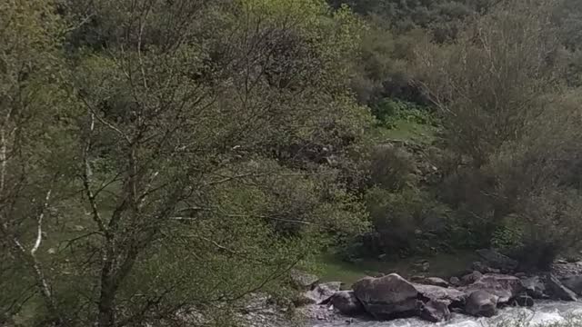 mountain river and cows walk nearby.