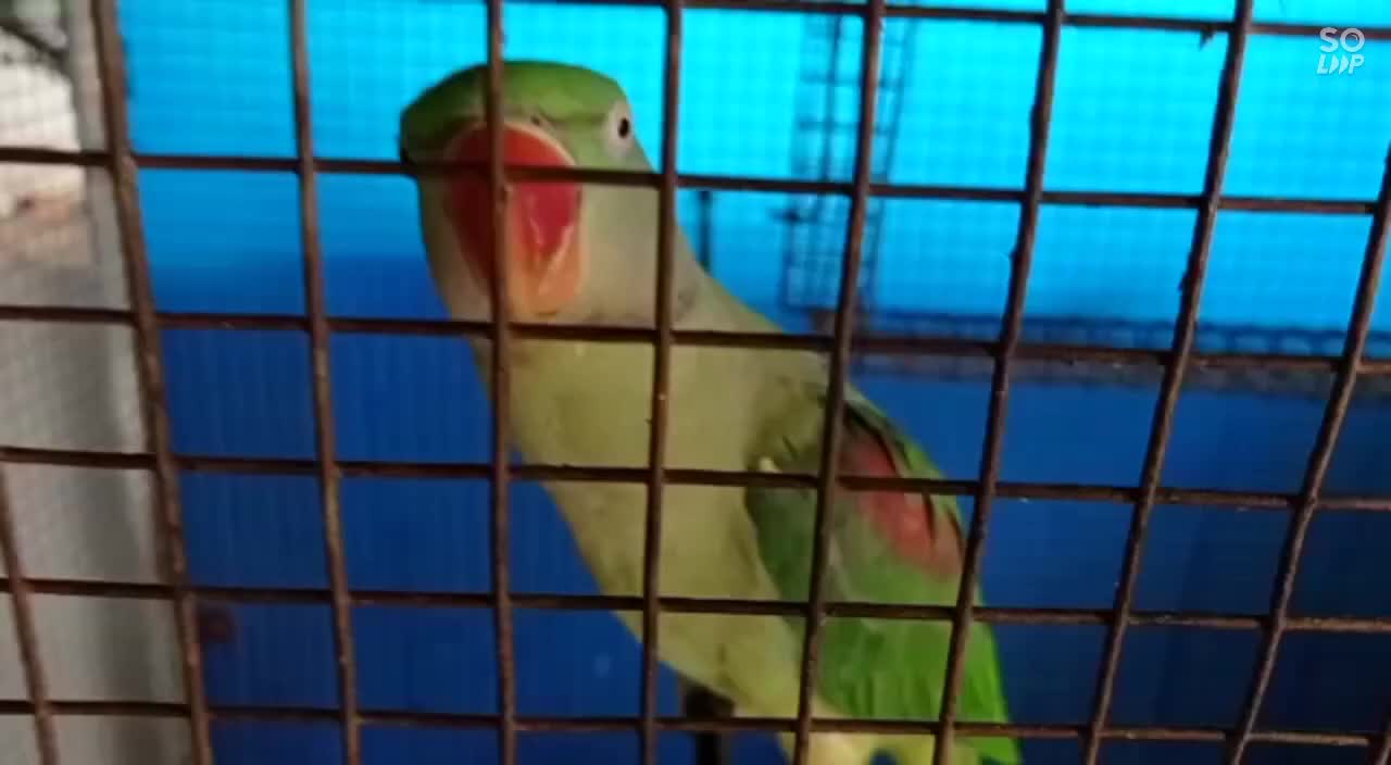 Parrot whistles and dances and talking funny beautiful Parrot