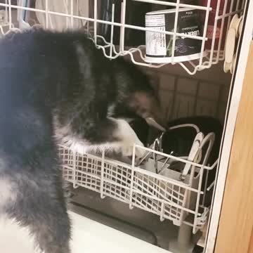 Thoughtful puppy likes helping with the dishes