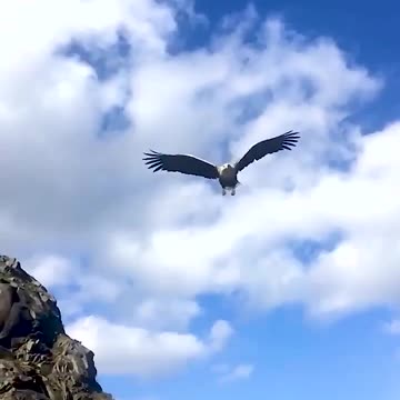 I fed the eagle with a fish.