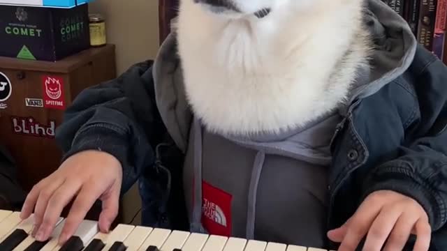 Siberian Husky PLAYS PIANO PERFECTLY! #shorts