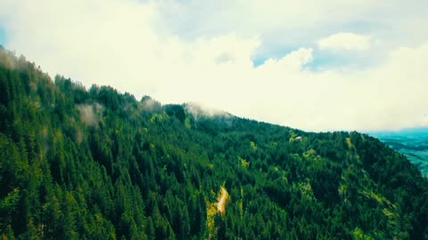 The green