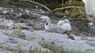 Ducklings Likes To Copy Cat Mother Clean Up