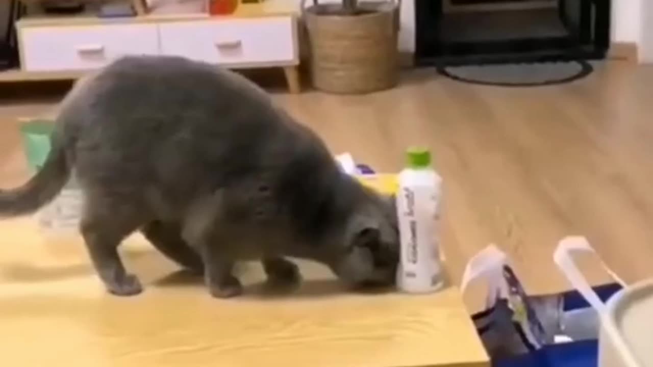 Most Funny Animals ππ 2024 | Funniest π€£π€£ Animals πππVideos 2024