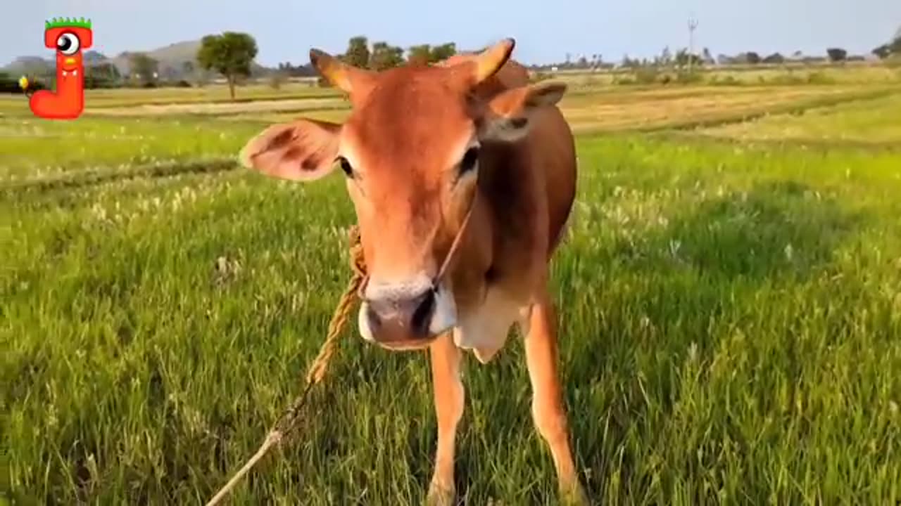 FUNNY COW DANCE| Cow Song & Cow Videos 2024 | Cow dance mix | dancing cow